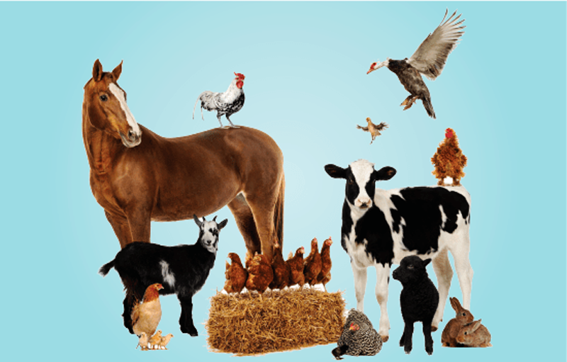 livestock-poultry-and-aquaculture-vaccines-min