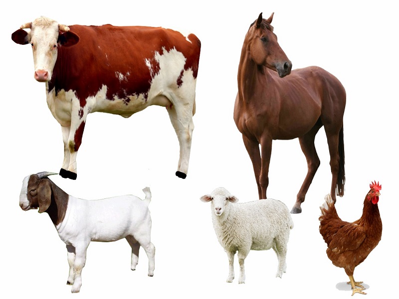 selxozphoto1810-kopiyaldzhd