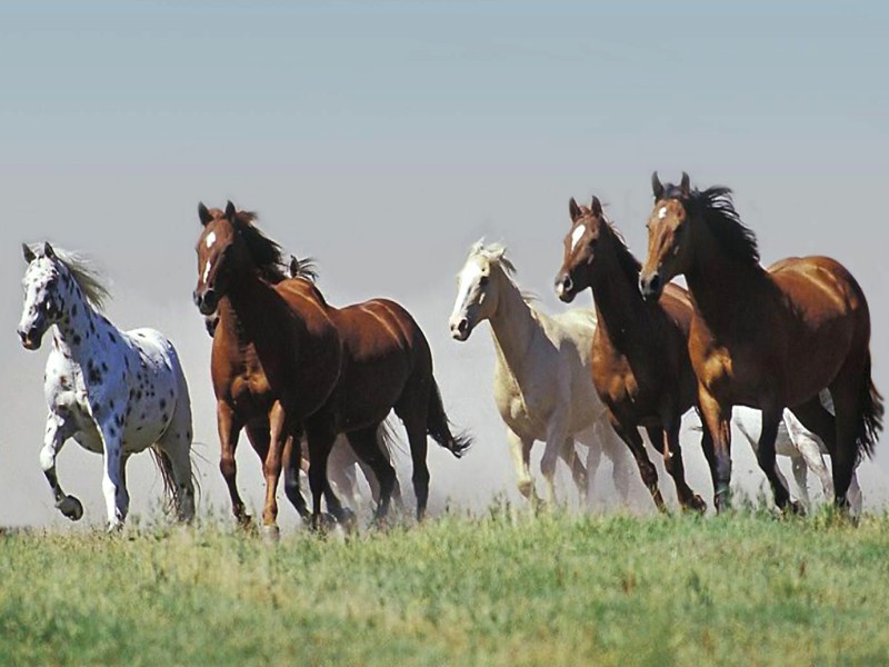 otlar-07_12_2021-ichi