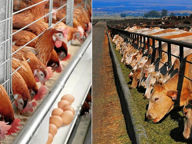 qish-29_12_2021-ichi