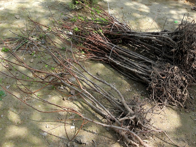 yashill_13_04_22_ici1