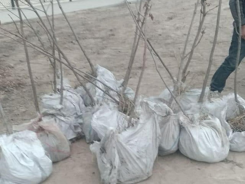 yashilmakon_11_11_21_ichi2