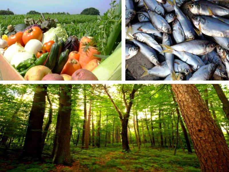 26_09_2024ishlo-rmon-va-balichilik_p91446