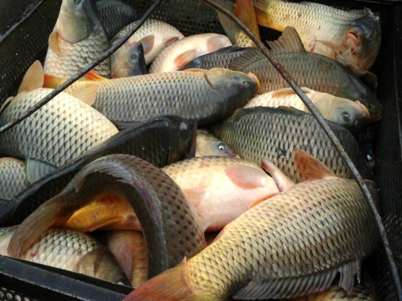 balini-rasmi-04_09_p51471