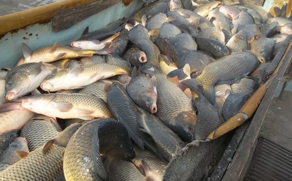 baliq-600x372-600x372_p19605