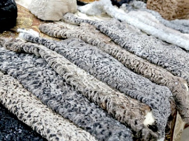 rasm-orakl-teriga_p34640