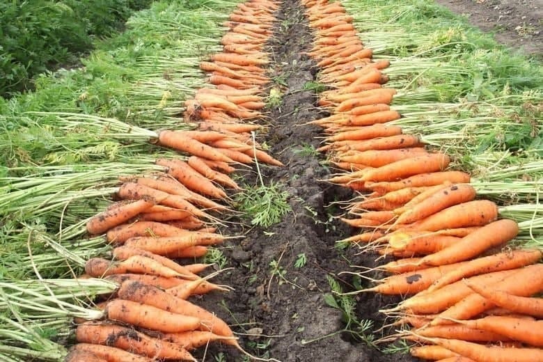 sabzi-eksporti-03_06_25_p67275