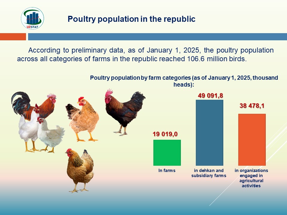 slajd6-parrandalar-angl_p37185